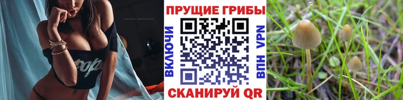 купить наркотик  Эртиль  Галлюциногенные грибы MAGIC MUSHROOMS 